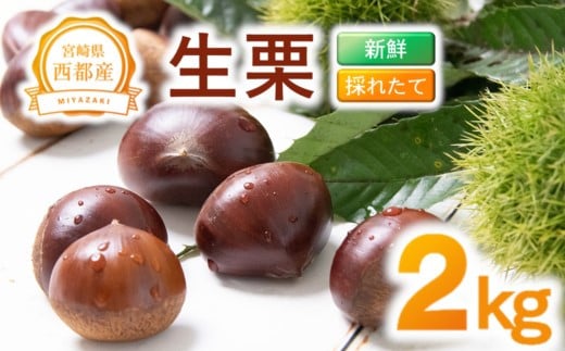 新鮮朝どれ国産生栗 2㎏ 西都市産【先行予約】＜1-283＞くり 栗  国産 生栗 果物 フルーツ 栗きんとん スイーツに
