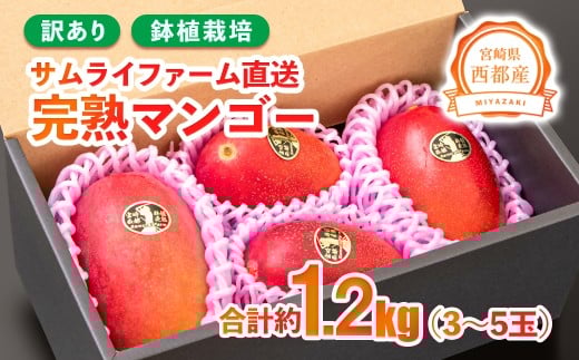 訳あり 鉢植栽培 西都産完熟マンゴー 1.2kg 宮崎県西都産 サムライファーム＜1.3-27＞フルーツ 果物  甘い【先行予約】
