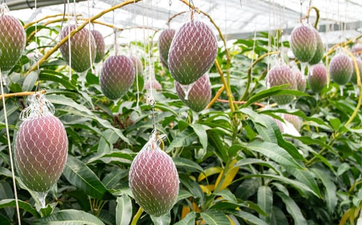 先行予約【長友農園】糖度14度以上 完熟マンゴー 3L×2 宮崎県西都産 生産者直送 2026年発送＜1.7-44＞