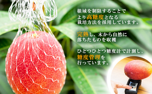 先行予約【長友農園】糖度14度以上 完熟マンゴー 3L×2 宮崎県西都産 生産者直送 2026年発送＜1.7-44＞