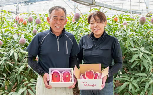 先行予約【長友農園】訳あり 家庭用完熟マンゴー1kg（2～3玉） 宮崎県西都産 生産者直送　2026年発送＜46-1a＞