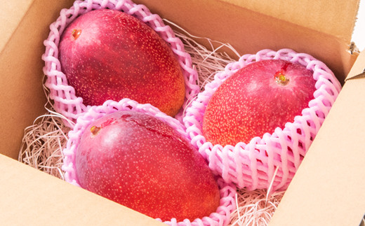 先行予約【長友農園】訳あり 家庭用完熟マンゴー1kg（2～3玉） 宮崎県西都産 生産者直送　2026年発送＜46-1a＞