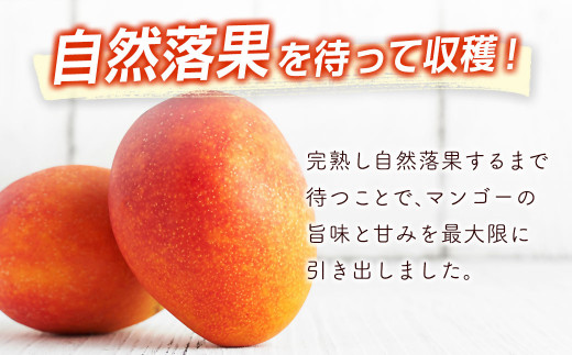 ãå
è¡äºçŽã西éœåžç£å®çãã³ãŽãŒ2LÃ2åãèš700gä»¥äž 2026幎çºéïŒ1.2-39ïŒ