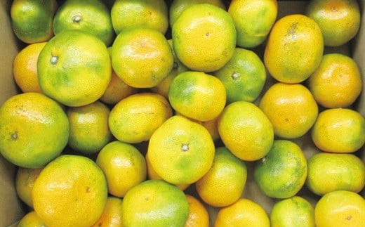 西都市産 極早生～早生みかん 5kg 【先行予約】＜26-1a＞