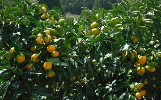 西都市産 極早生～早生みかん 5kg 【先行予約】＜26-1a＞