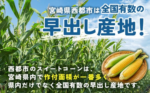 【先行予約】スイートコーン『ゴールドラッシュ』約7kg（18～22本） 西都市産とうもろこし＜1-122＞★