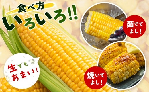 【先行予約】スイートコーン『ゴールドラッシュ』約7kg（18～22本） 西都市産とうもろこし＜1-122＞★