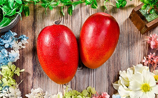 西都市産完熟マンゴー2玉（900g～1kg）薗田農園 【先行予約】＜1.8-29＞2026年発送