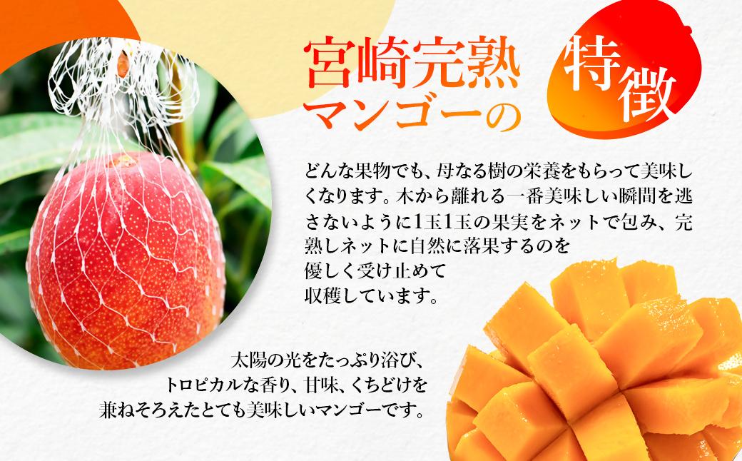 西都市産完熟マンゴー2玉（900g～1kg）薗田農園 【先行予約】＜1.8-29＞2026年発送