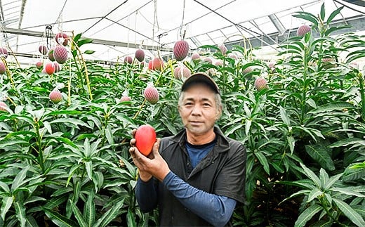 西都市産完熟マンゴー2玉（900g～1kg）薗田農園 【先行予約】＜1.8-29＞2026年発送