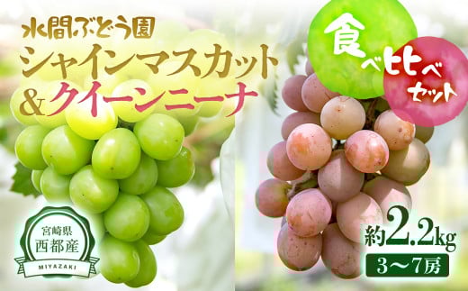 シャインマスカット＆クイーンニーナ 2.2kg 食べ比べセット 西都産完熟ぶどう＜2-3＞