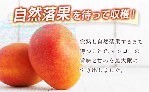 ãå
è¡äºçŽãå®®åŽçç£å®çãã³ãŽãŒ3LÃ2å 西éœåžç¹ç£åå®®åŽãã³ãŽãŒïŒ1.5-132ïŒ2026幎çºé