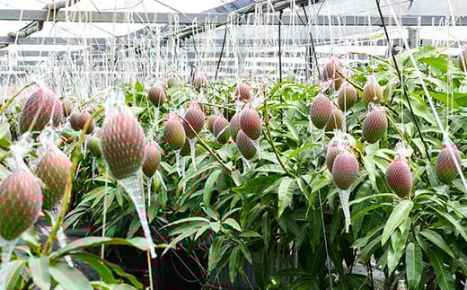 ãå
è¡äºçŽã颿€æ œå¹ å®çãã³ãŽãŒ 3LÃ2åãå®®åŽç西éœç£ æ°ééå® ãµã ã©ã€ãã¡ãŒã 2026幎çºéïŒ2-70ïŒ