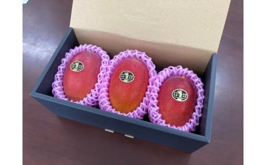 【先行予約】西都産完熟マンゴー Ｌサイズ×3個 鉢植栽培 宮崎県西都産 サムライファーム 2026年発送＜24-4a＞