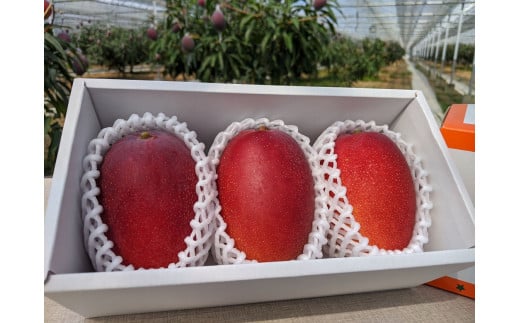 【先行予約】訳あり よくばり完熟マンゴーセット3玉 約1.2kg 宮崎県西都産 生産者直送【マンゴー専門 スターフルーツカンパニ】＜1.8-25＞