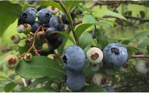 『古代の風』無農薬ブルーベリージャムBig  260g×2個＜1-131＞