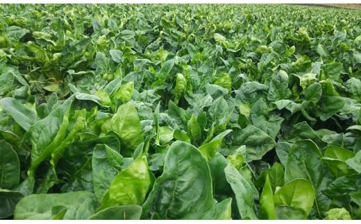 とっても便利！冷凍野菜詰め合わせセット 12袋 計2.3kg＜1-127＞★