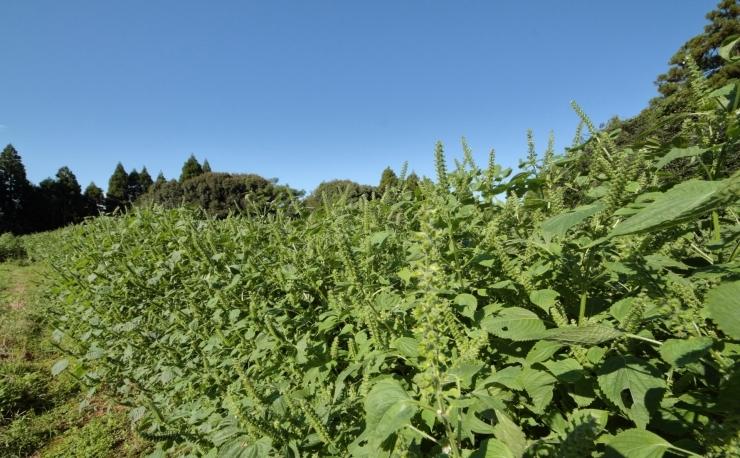 【毎日の健康に】えごまマイスターがつくる『国産えごま茶』 ノンカフェイン＜1-112＞