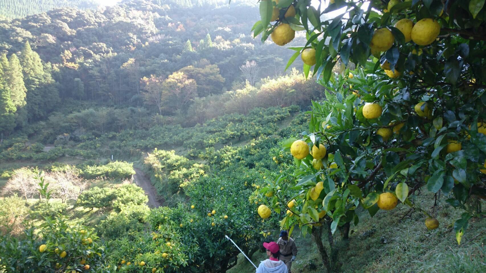 「銀の柚子」オリジナルゆずこしょう20ｇ×20本 かぐらの里＜1.4-8＞