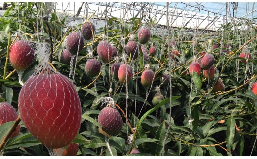 訳ありご家庭用 西都産完熟マンゴー 糖度12度以上 3～4玉入り 約1kg JA西都 アップルマンゴー ＜1.5-64＞宮崎マンゴー【先行予約】