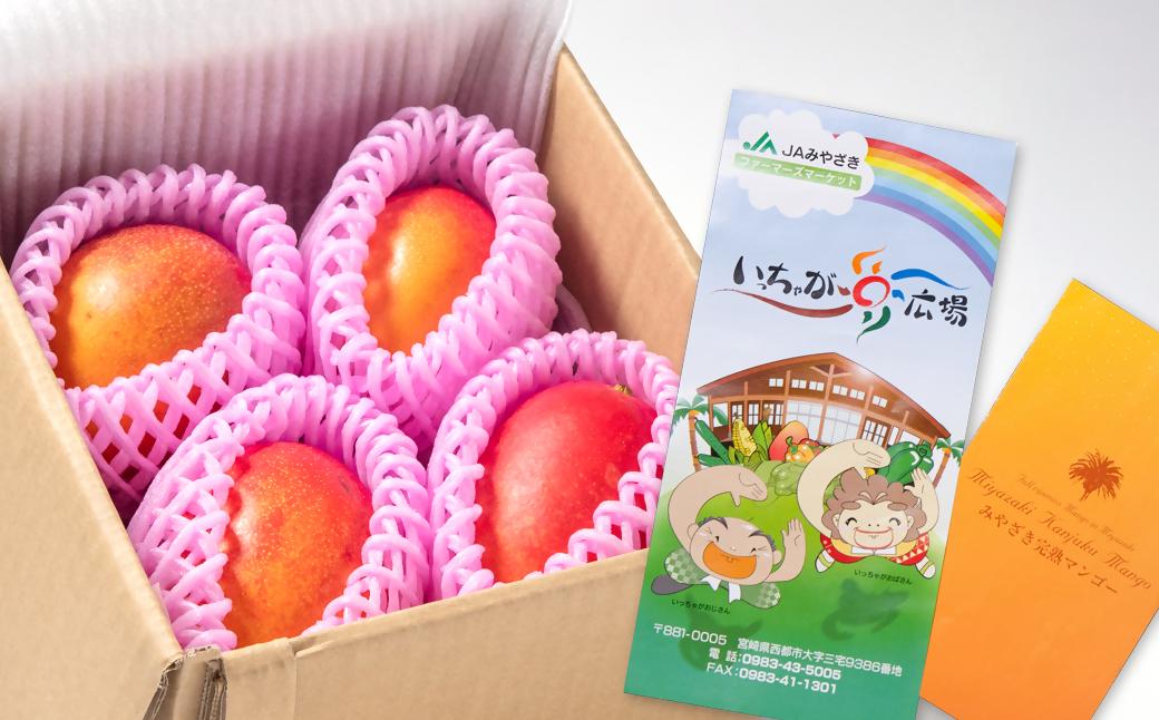 訳ありご家庭用 西都産完熟マンゴー 糖度12度以上 3～4玉入り 約1kg JA西都 アップルマンゴー ＜1.5-64＞宮崎マンゴー【先行予約】
