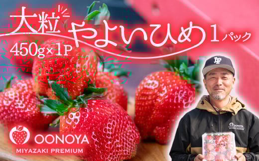【先行予約】大粒厳選いちご やよいひめ  苺大野屋 宮崎県西都市＜1.5-232＞