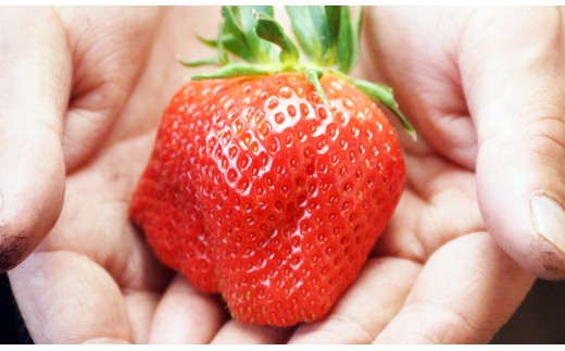 【先行予約】大粒厳選いちご やよいひめ  苺大野屋 宮崎県西都市＜1.5-232＞