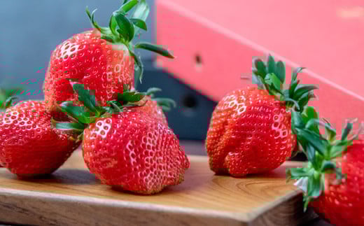 【先行予約】大粒厳選いちご やよいひめ  苺大野屋 宮崎県西都市＜1.5-232＞