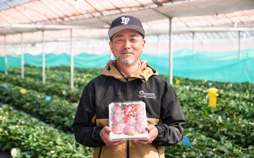 【先行予約】大粒厳選いちご やよいひめ  苺大野屋 宮崎県西都市＜1.5-232＞