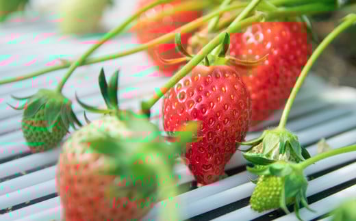 【先行予約】大粒厳選いちご やよいひめ  苺大野屋 宮崎県西都市＜1.5-232＞