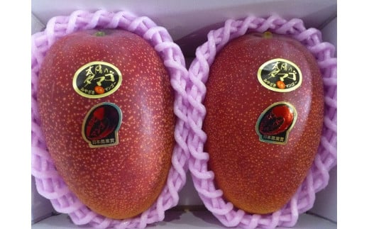 【先行予約】糖度15度以上 最高級ブランド『太陽のタマゴ』1㎏程度　宮崎県西都市産完熟マンゴー ＪＡ西都 2026年発送＜3-18＞