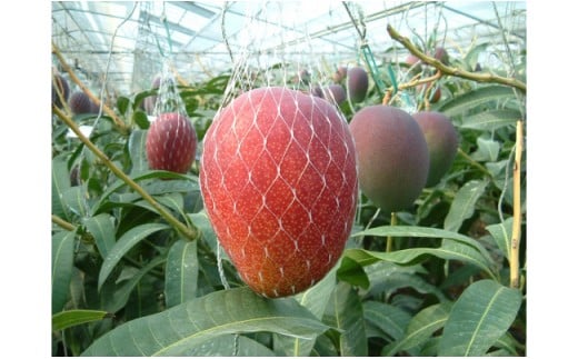 【先行予約】糖度15度以上 最高級ブランド『太陽のタマゴ』1㎏程度　宮崎県西都市産完熟マンゴー ＪＡ西都 2026年発送＜3-18＞