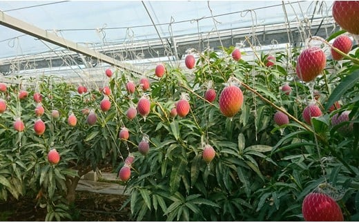 ãå
è¡äºçŽãç³åºŠ13床以äžãå®®éå蟲å ã¹ã¿ãŒãºãã³ãŽãŒ2LÃ3åå®çãã³ãŽãŒ çç£è
çŽéïŒ2-107ïŒ2026幎çºé