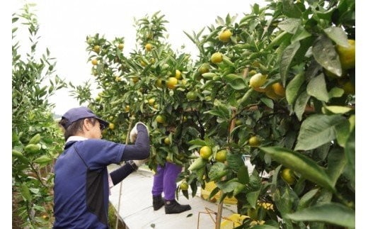 【先行予約】極早生みかん「南国の陽蜜・陽宝」5kg 糖度12度以上＜2-6a＞