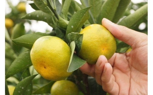 【先行予約】極早生みかん「南国の陽蜜・陽宝」5kg 糖度12度以上＜2-6a＞