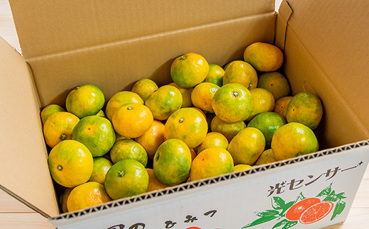 【先行予約】極早生みかん「南国の陽蜜」5kg 糖度10.5度以上＜2-5a＞