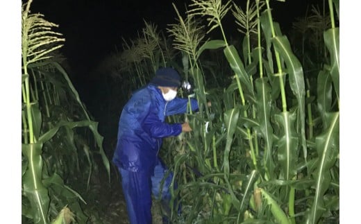 河野農園 朝どれスイートコーン『ゴールドラッシュ』約6kg【先行予約】2026年発送＜1-42＞とうもろこし トウモロコシ★