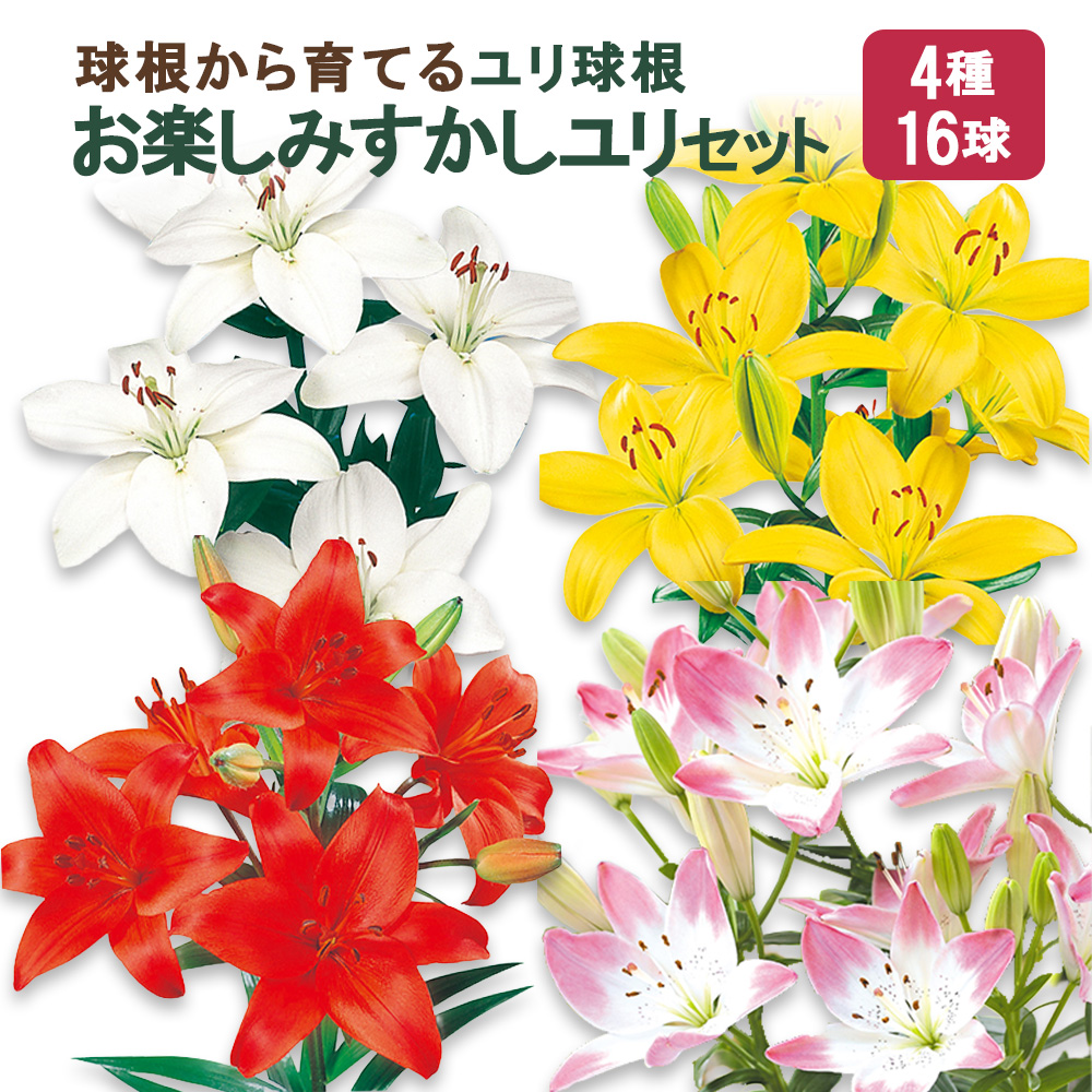 ユリ球根　お楽しみ すかし ユリ セット 4種 16球 送料無料 赤 白 黄 シュガーラブ