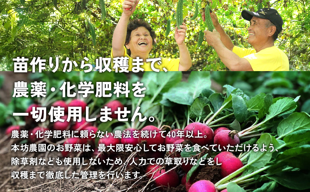 【12回定期便】特別栽培季節のお野菜セット 8品 野菜 無農薬 有機栽培 新鮮 やさい 旬 詰合せ 国産 宮崎県 九州 送料無料
