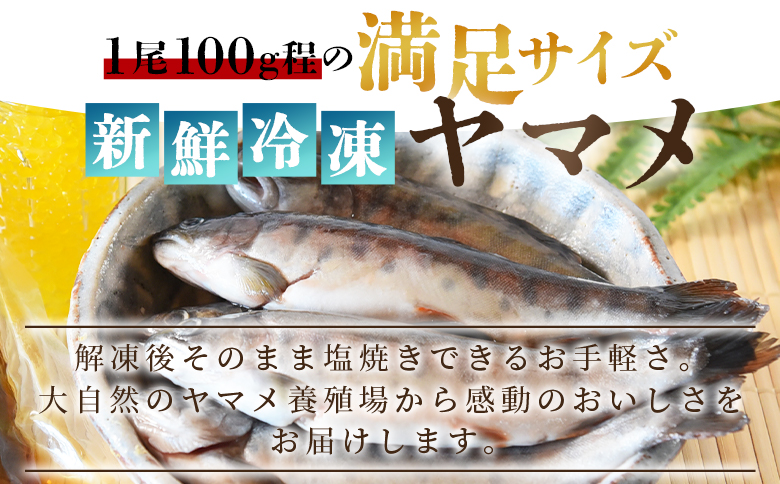 ＜新鮮冷凍ヤマメ 10尾＞ 国産 九州産 尺ヤマメ 山女魚 水産物 魚 魚介 川魚 養殖魚 塩焼き バーベキュー BBQ 【MI771-sk】【有限会社しゃくなげの森】