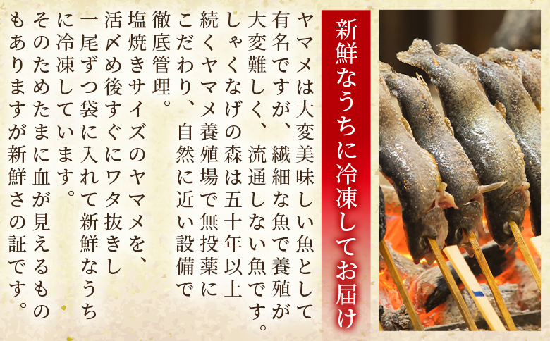 ＜新鮮冷凍ヤマメ 30尾＞ 国産 九州産 尺ヤマメ 山女魚 水産物 魚 魚介 川魚 養殖魚 塩焼き バーベキュー BBQ 【MI772-sk】【有限会社しゃくなげの森】