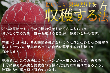 ＜先行予約 【期間数量限定】2025年5月発送 宮崎県産完熟マンゴー 太陽のタマゴ＞(4L×2玉)【MI517-yk】【みまたんよかもん協同組合】