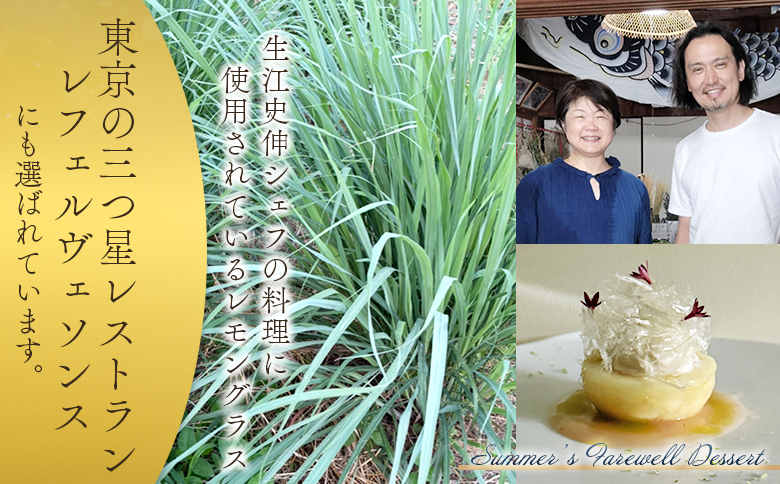 ＜ハーブティー ティーバッグ 1袋3個入（レモグラミント）＞国産 ドライ 乾燥させたハーブ 爽やか ほっとひと息 ハーブティードリンク リラックス 休憩 ノンカフェイン 持ち運びに便利 ぷちギフト 後片付けが簡単 宮崎県 三股町【MI712-bi】【美香園】