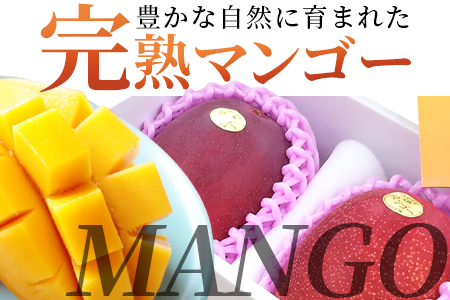 ＜先行予約【期間数量限定】2025年5月発送 宮崎県産完熟マンゴー2L 2玉化粧箱入＞(2玉入り)【MI516-yk】【みまたんよかもん協同組合】