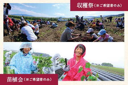 ＜【A】おいも株オーナー制度1口セット2株 霧島紅かぐら(最低2.4kg保証)＞12月中旬頃に熟成されたさつまいもをお届け! きりしまべにかぐら サツマイモ 芋 権利書 チケット 体験 苗植会 収穫祭【MI106-sh-t】【株式会社育みの里しろはと】