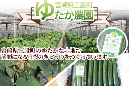 ＜【3ヵ月定期便】【期間限定】パリッと甘い魔法のきゅうり マジキュー約4.5kg×3回＞(総量約13.5kg・約4.5kg×3回)パリッと甘い魔法のキュウリ「マジキュー」漬物や天ぷらに！【MI200-yt】【ゆたか農園】