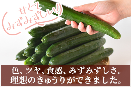 ＜【3ヵ月定期便】【期間限定】宮崎県産きゅうり(約2kg)×3回＞(総量約6kg・約2kg(3本入り×5袋)×3回)パリッと甘い魔法のキュウリ「マジキュー」漬物や天ぷらに！【MI201-yt】【ゆたか農園】