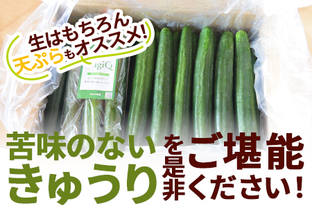 ＜【3ヵ月定期便】【期間限定】パリッと甘い魔法のきゅうり マジキュー約4.5kg×3回＞(総量約13.5kg・約4.5kg×3回)パリッと甘い魔法のキュウリ「マジキュー」漬物や天ぷらに！【MI200-yt】【ゆたか農園】