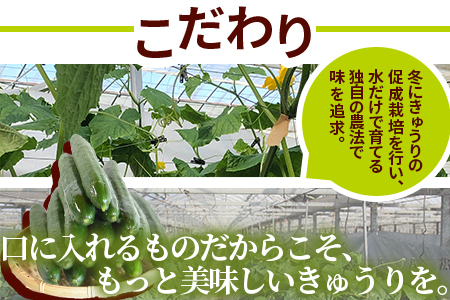 ＜【3ヵ月定期便】【期間限定】パリッと甘い魔法のきゅうり マジキュー約4.5kg×3回＞(総量約13.5kg・約4.5kg×3回)パリッと甘い魔法のキュウリ「マジキュー」漬物や天ぷらに！【MI200-yt】【ゆたか農園】