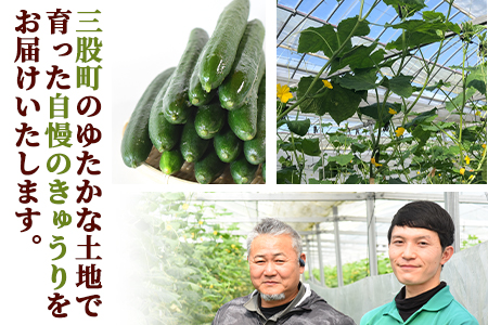 ＜【3ヵ月定期便】【期間限定】宮崎県産きゅうり(約2kg)×3回＞(総量約6kg・約2kg(3本入り×5袋)×3回)パリッと甘い魔法のキュウリ「マジキュー」漬物や天ぷらに！【MI201-yt】【ゆたか農園】